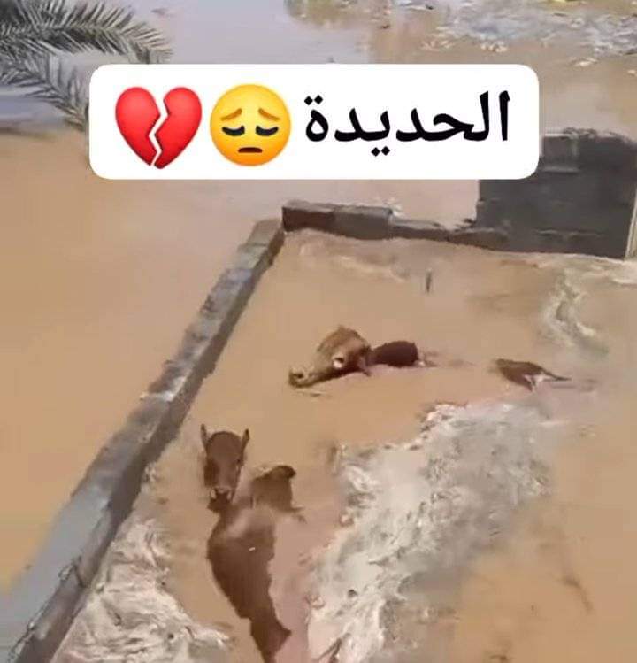 احتياجات المتضررين من السيول والامطار